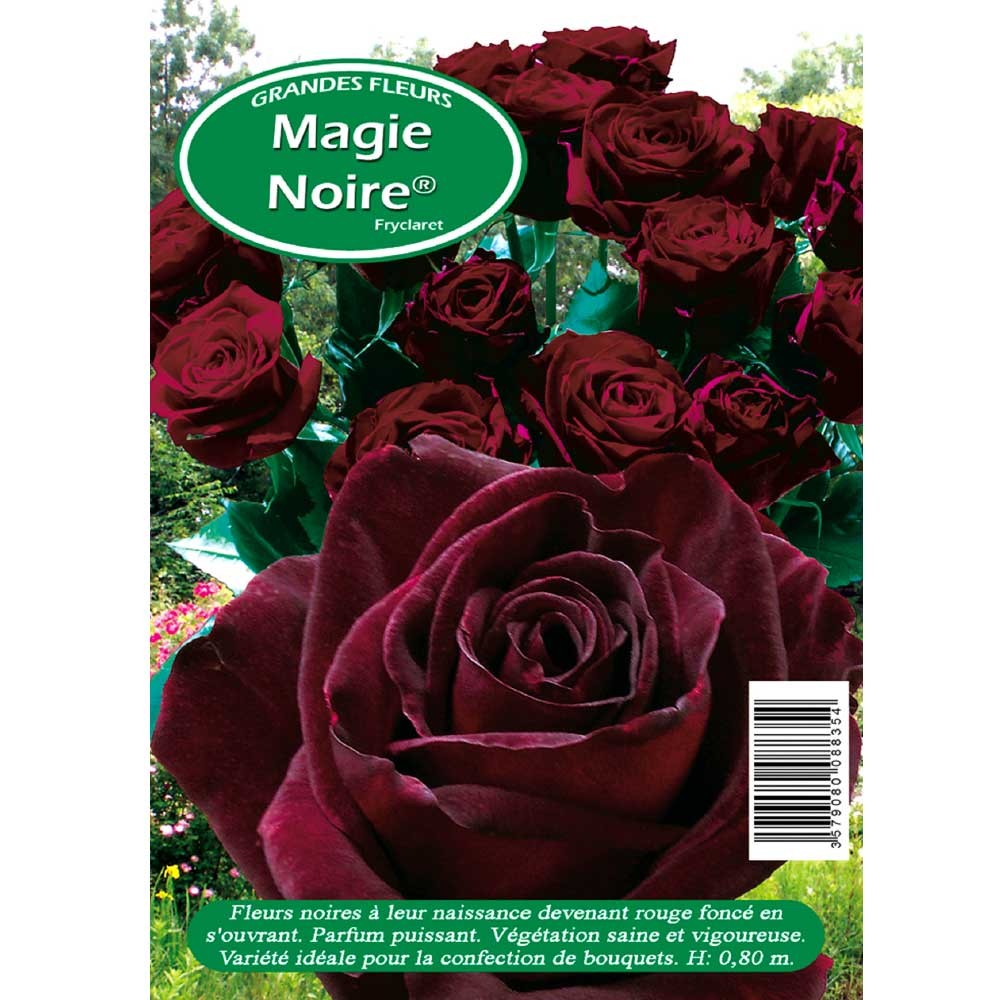 Rosier Magie Noire - Rosier grandes fleurs - En vente à l'Ets